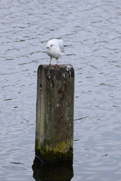 DSC_0514 (Large).JPG